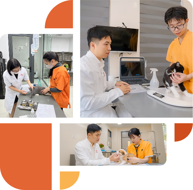 Khám cho thú cưng của bạn