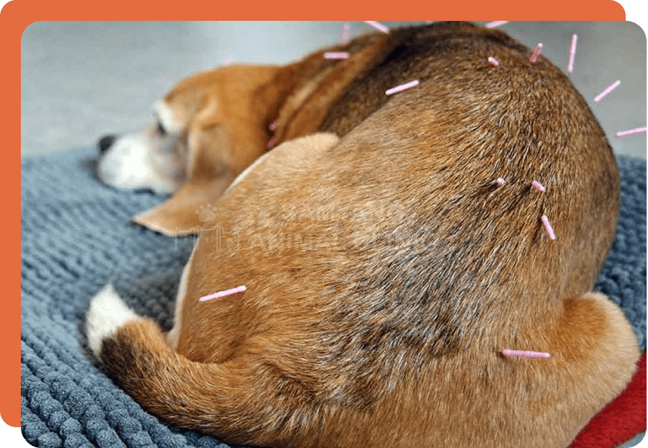 giải pháp chữa bệnh đông y